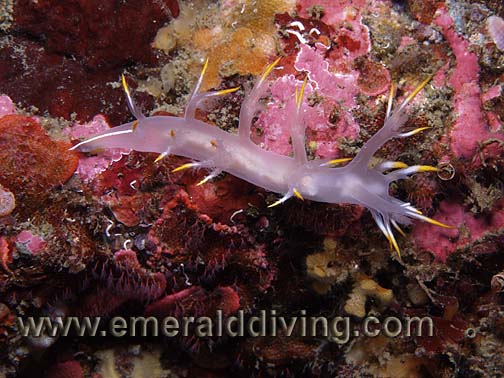 Variable Nudibranch Variable Nudibranch